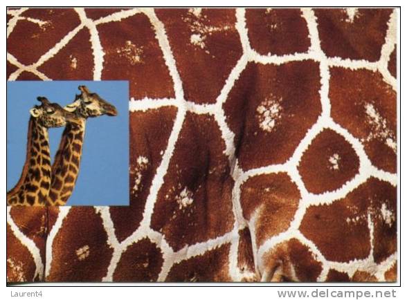 (327)  Giraffe - Giraffes