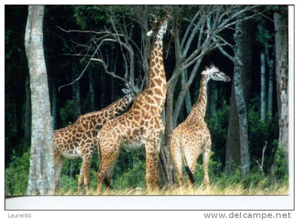 (327)  Giraffe - Girafes