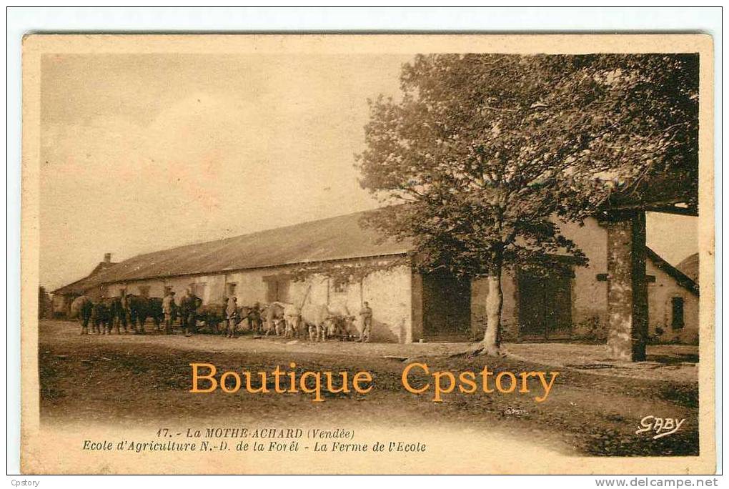 FERME De L'Ecole D'Agriculture Notre Dame De La Foret à La Mothe Achard - Vache Et Boeufs - Dos Scané - Farms