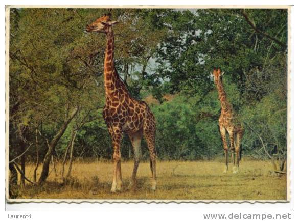 (236) Giraffe In Africa - Giraffes