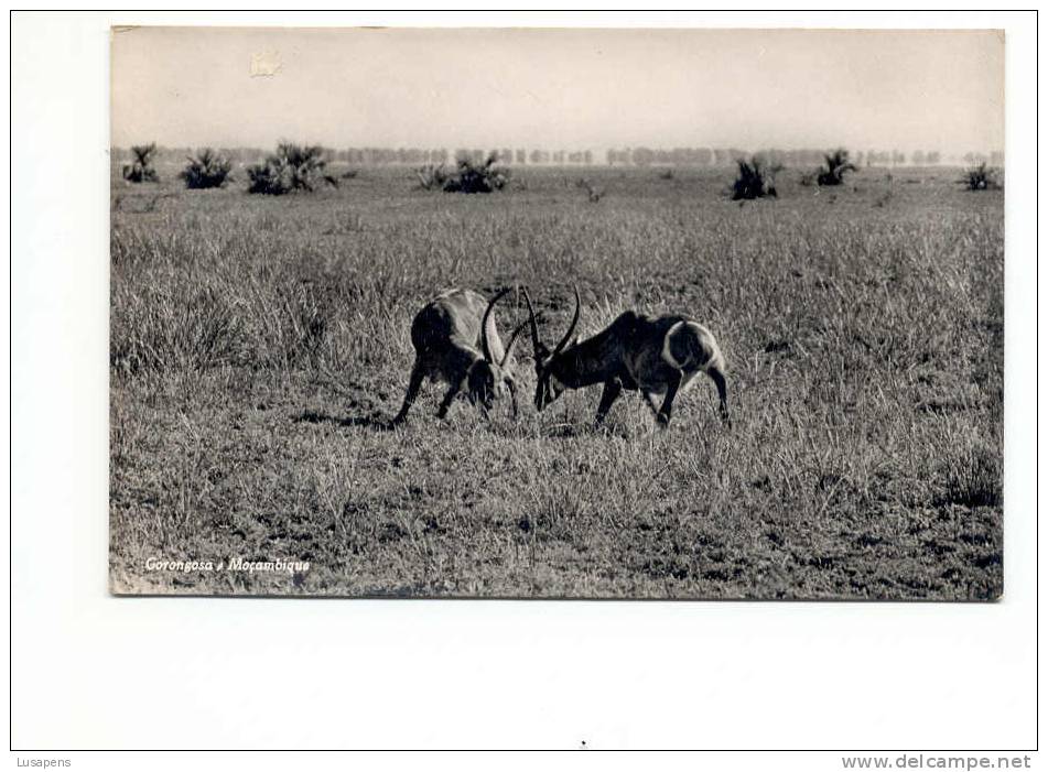 MOÇAMBIQUE (PORTUGAL) MOZAMBIQUE - GORONGOZA - Mozambique