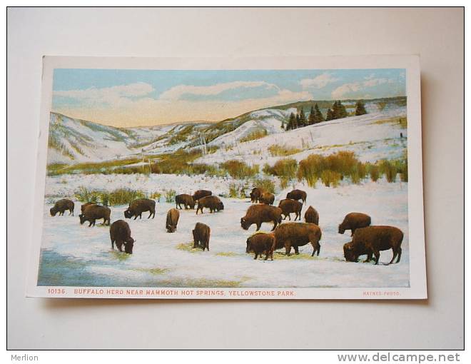 US -WY- Yellowstone Park - Buffalo Herd -Mammoth Hot Spring  Ca  1910-20's - VF  -  D64622 - Yellowstone