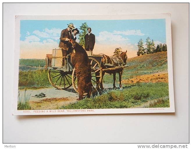 US -WY- Yellowstone Park -Feeding A Wild Bear  -  Ca  1910-20's - VF  -  D64628 - Yellowstone