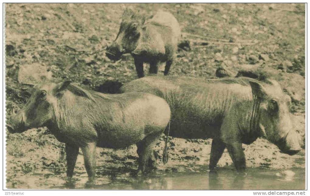 CP  Cochons  D' Afrique  Tbe - Varkens