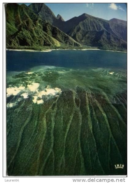 (210) - Tahiti Barrier Reef - Frans-Polynesië