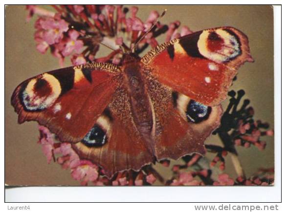 (277) - Peacock Butterfly - Papillons