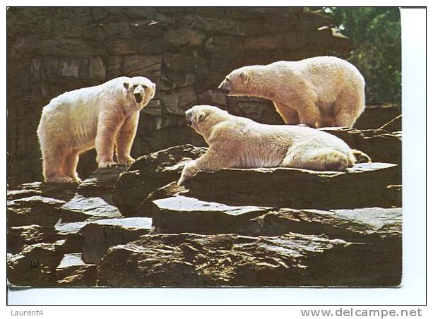 (340) Polar Bear - Ours Polaire - Ours