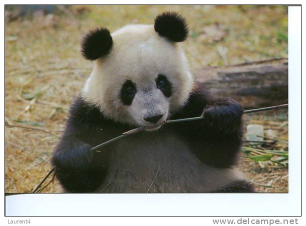(340) Panda Bear - Our Panda De Chine - Bears