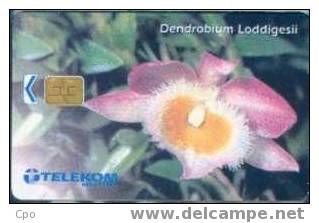 # MALAYSIA A13 Dendrobium Loddigesti 20 Gpt -flowers,fleurs-  Tres Bon Etat - Malaysia