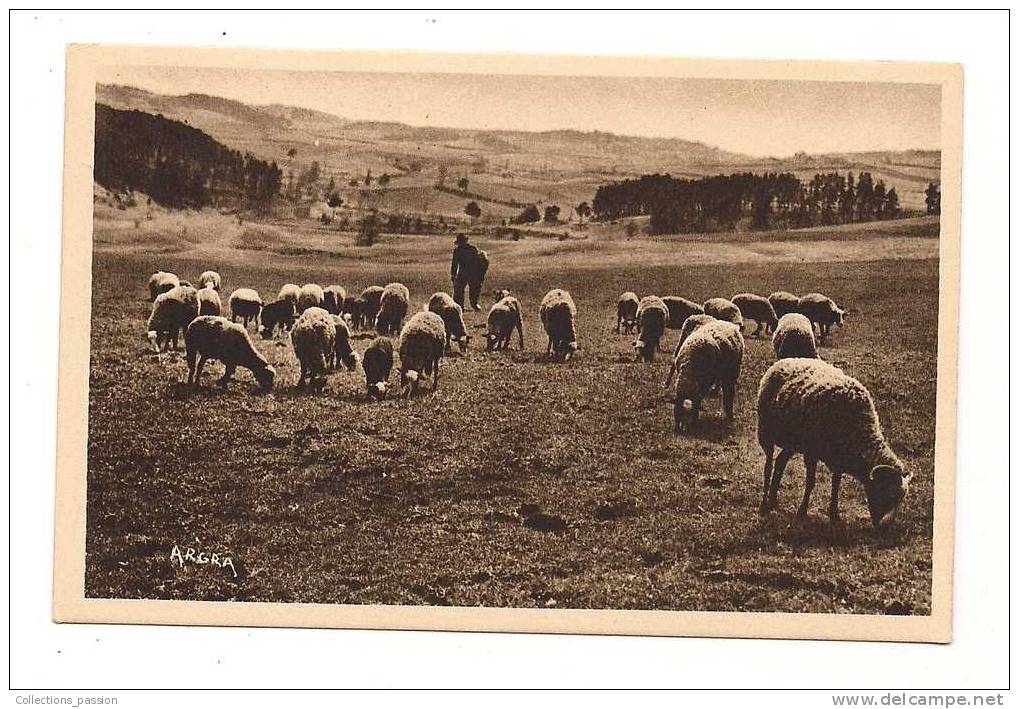 Cp , ELEVAGE , Agriculture , Pâturage Dans Le CANTAL , 15 , Berger , Mouton - Elevage