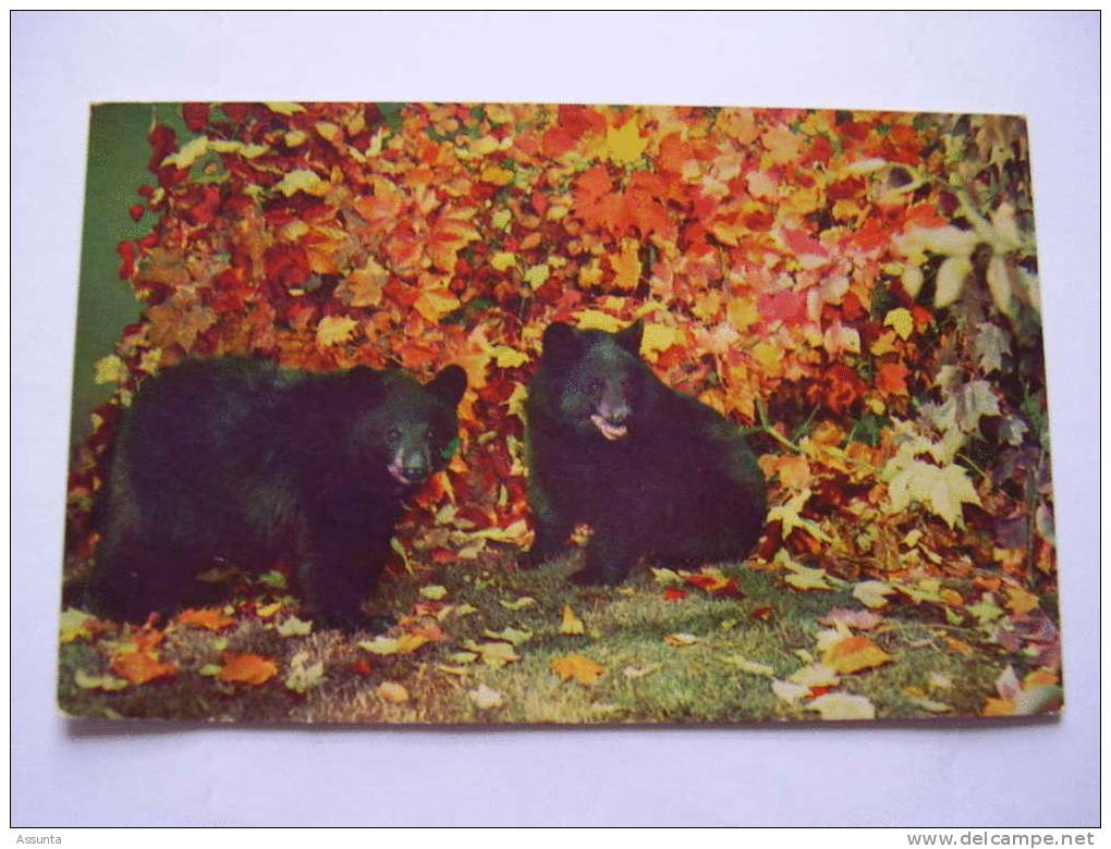 2 Ours Sur Carte écrite De Montréal . Saenic Art  Box 1373 Richmond, California - Bears