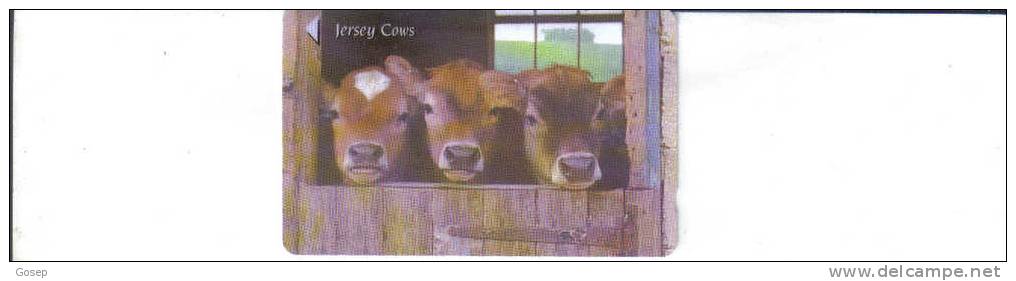 Jersey-jer175-jersey Cows-----tirage-150.000-used +1 Card Prepiad Free - Cows