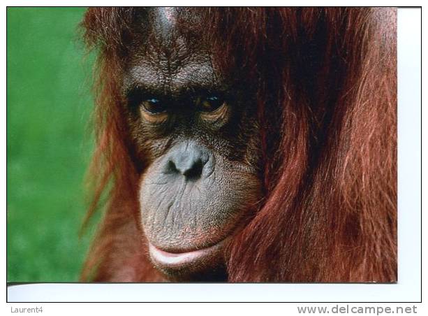 (201) Ape - Monkey - Orangutan - Oran-Outan - Monos