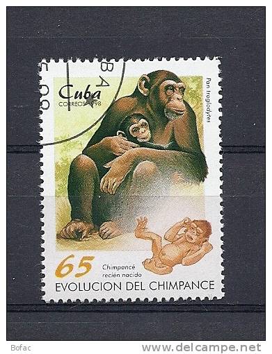 3716  OBL  Y  &  T  CUB A   Annimaux Chimpanzé - Chimpansees