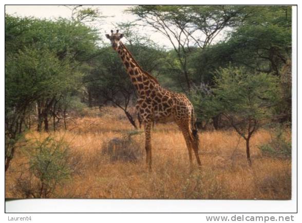 (385) Giraffe - Giraffes