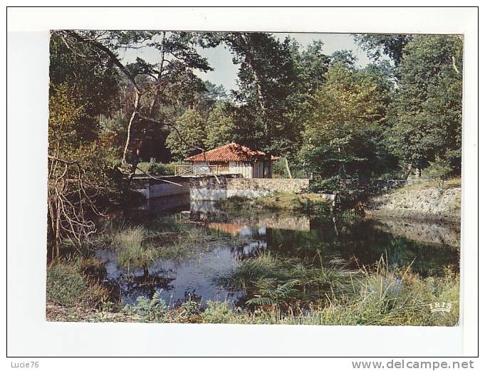 SABRES -  Ecomusée De La Grande Lande   " MARQUEZE "  -  Le Moulin Et L'Etang De Retenue - Sabres