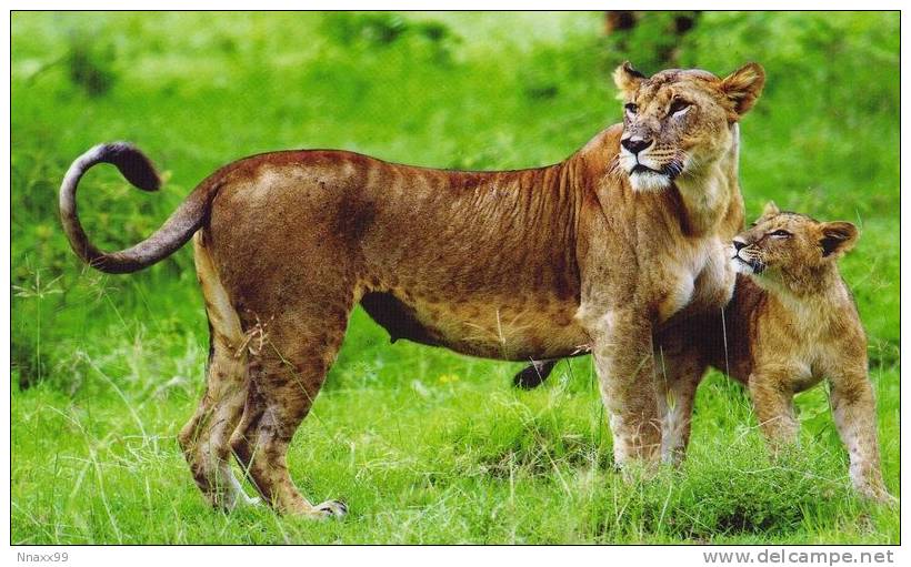 Lion - Female Lion And Cub, Kenya (China Postcard) - Leoni