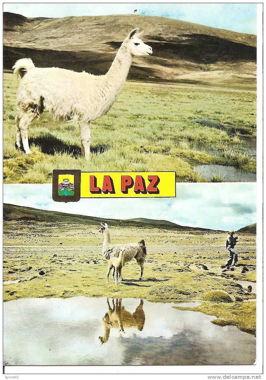 LA PAZ-paisajes Tipicos En El Altiplano (lamas) - Bolivië