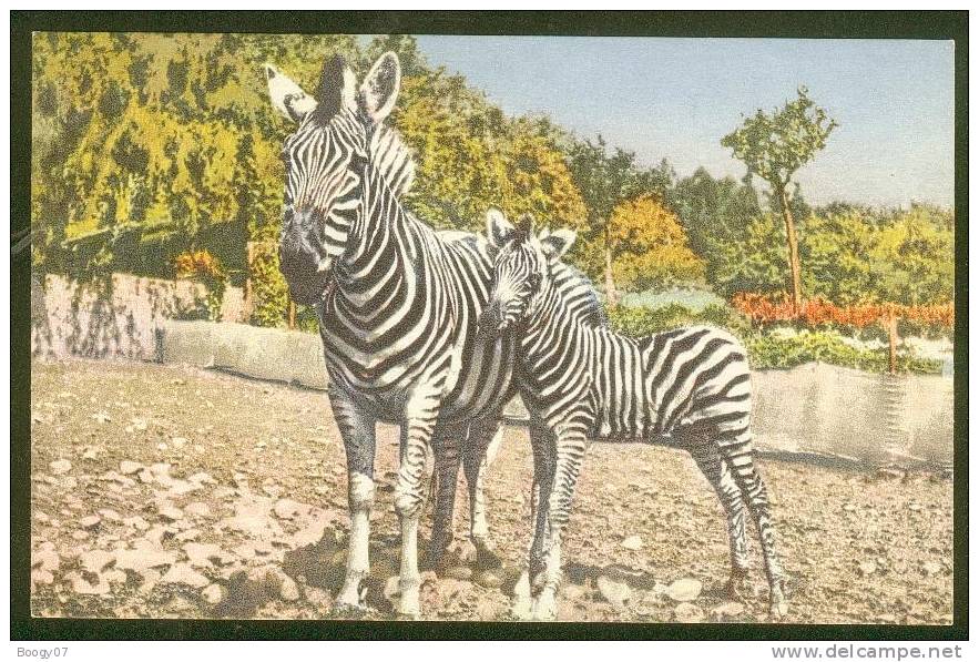 Belle Carte Animal Zebre Zebres  Zebras N° 182 - Zèbres