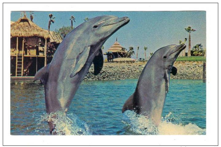 Pacific Bottlenose Dolphins, Brisk Walk On A Sunday Afternoon, Sea World, San Diego, California, 1940-1960s - San Diego