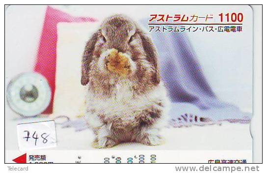 LAPIN Rabbit KONIJN Kaninchen Conejo (748) - Conejos