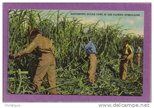 Harvesting Sugar Cane, Florida Everglades. 1930-40s - Black Americana