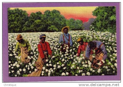 A Busy Day In The Cotton Fields. 1930-40s - Black Americana