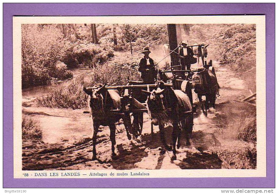 CPA - 40 - DANS LES LANDES - ATTELAGES DE MULES LANDAISES - Autres & Non Classés