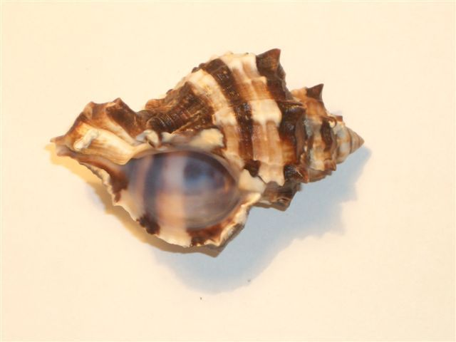 MUREX - Croatia Adriatic Sea * Seashell Sea Shells Seashells Coquille Coquillage Coquilles Concha Conchiglia - Seashells & Snail-shells