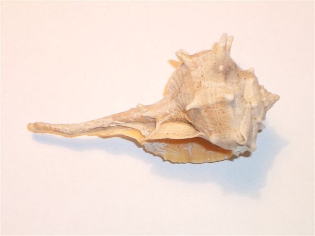 MUREX BRANDARIS L. - Croatie Adriatic Sea * Seashell Sea Shells Seashells Coquille Coquillage Coquillages  B. Brandaris - Coquillages