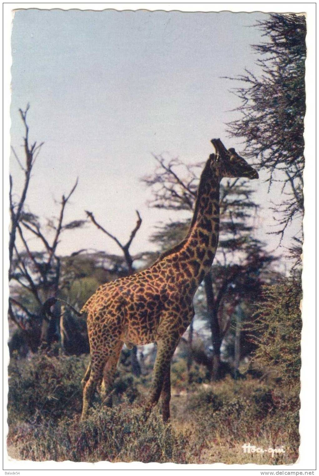 CPSM - Faune Africaine - GIRAFE - Giraffes