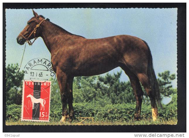 1963 Suriname  Carte Maximum Cheval Horse Cavallo - Horses