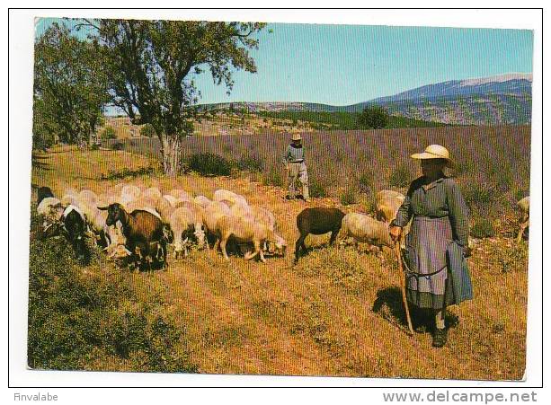 MOUTONS "Les Beaux Paysages De Nos Provinces"  Bergère Et Son Troupeau - Elevage