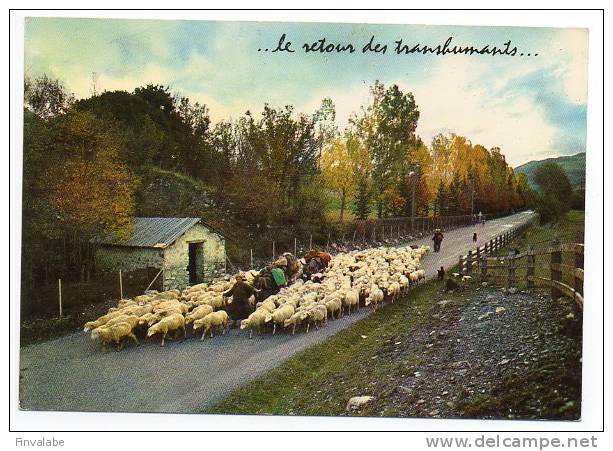 MOUTONS ...le Retour Des Transhumants...   (anes Dans Le Troupeau) - Viehzucht