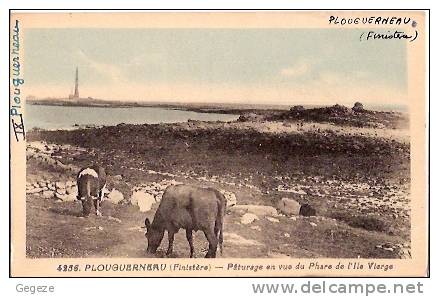 29 PLOUGUERNEAU Pâturage En Vue Du Phare De L'Ile Vierge Vaches En Beau Plan - Plouguerneau