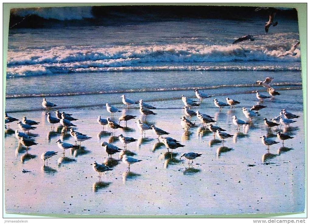 Belgium 1976 Illustrated Postcard, Birds, Beach, Sent To Belgium - Aquatic Birds - Sea - Church Stamp - Briefe U. Dokumente