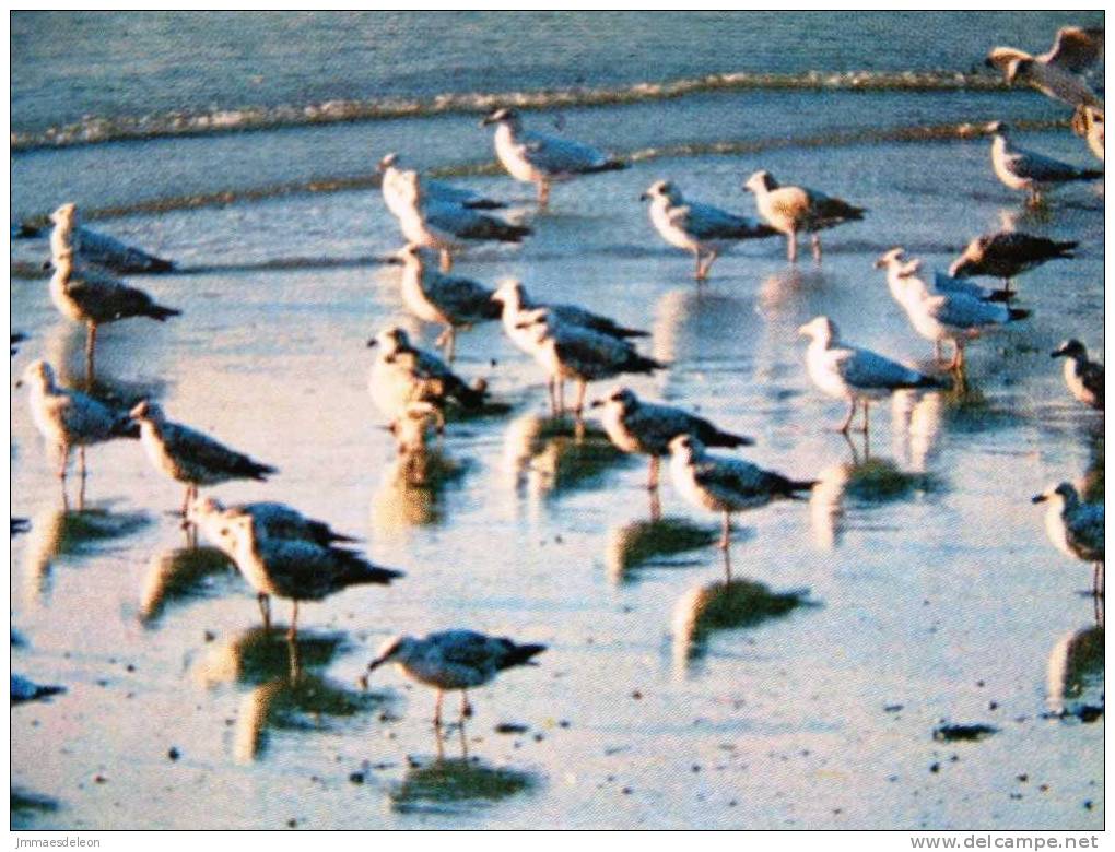 Belgium 1976 Illustrated Postcard, Birds, Beach, Sent To Belgium - Aquatic Birds - Sea - Church Stamp - Briefe U. Dokumente