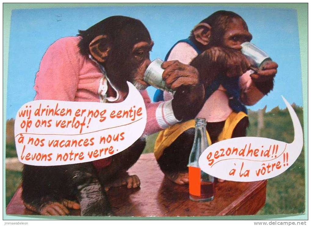 Belgium 1983 Illustrated Postcard, Chimpanzee, Sent To Belgium - Monkeys Joke Funny Card Drink - Covers & Documents