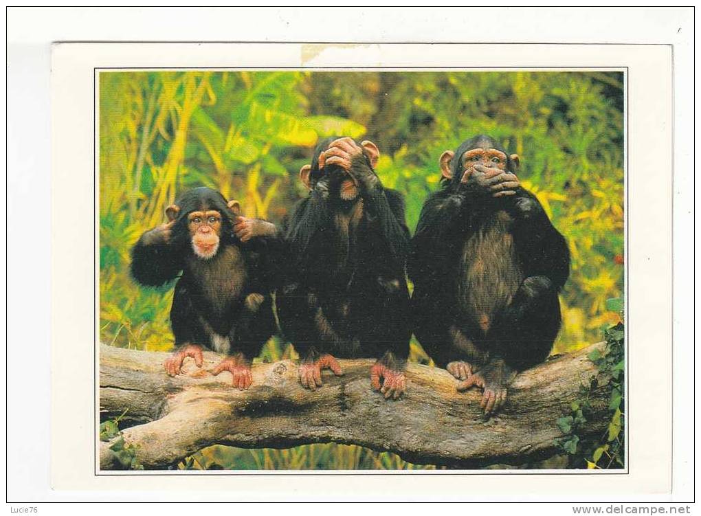 SINGES  Sur Une Branche -  N°   89940 - Monkeys