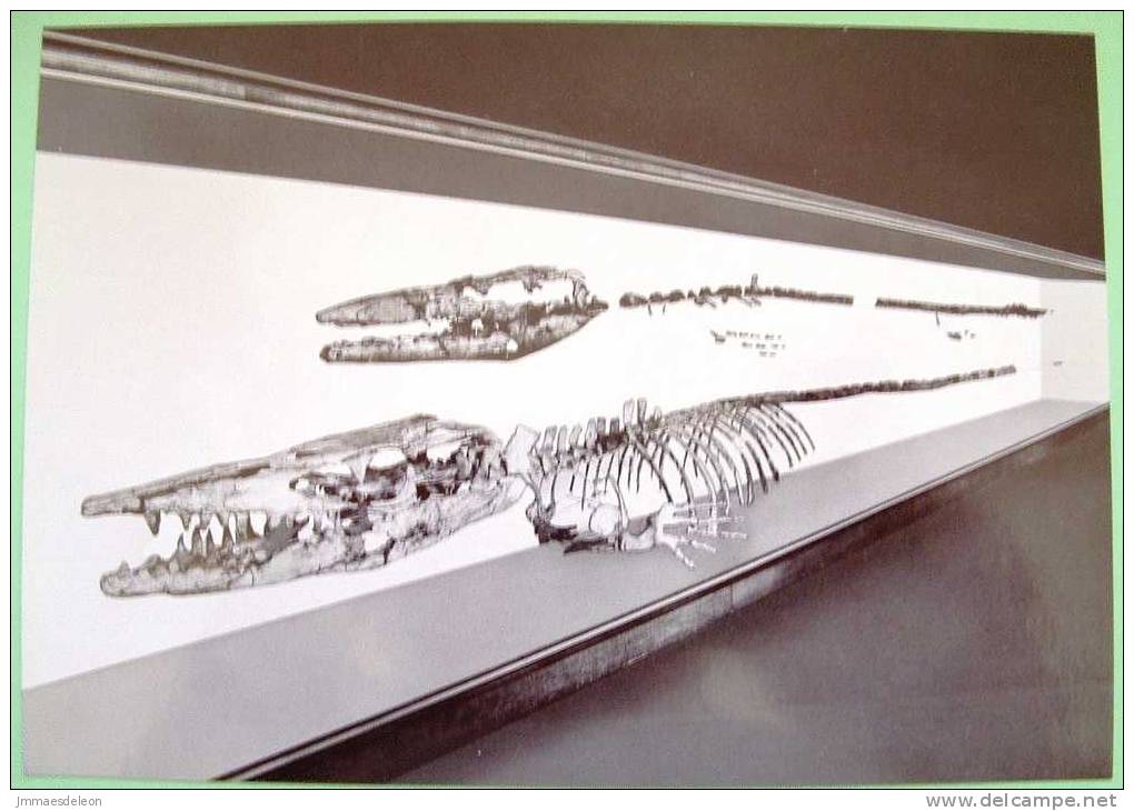 Belgium Illustrated Postcard On Fossils - Hainosaurus - Marine Reptile - Briefe U. Dokumente