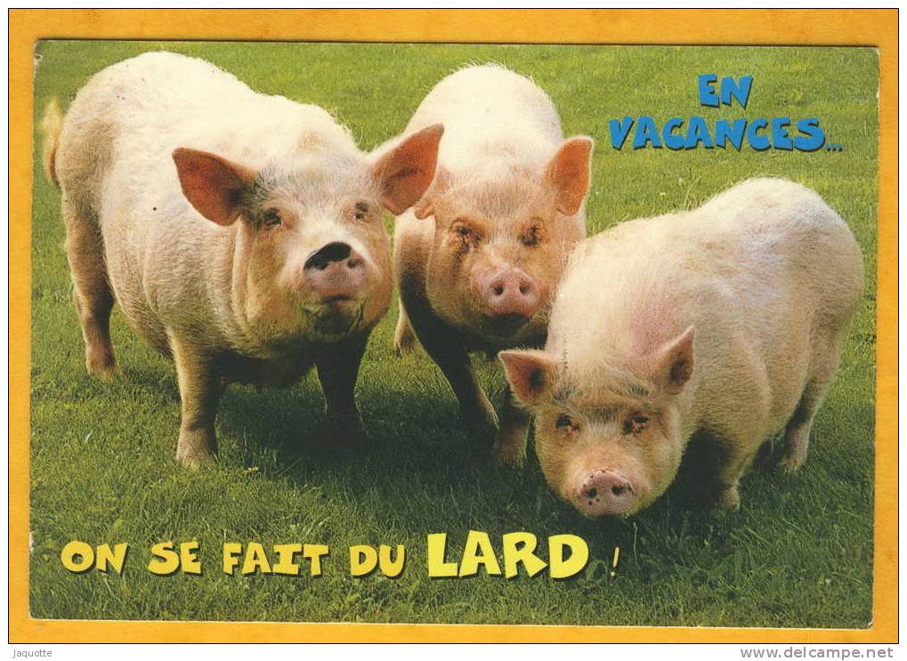 Trois Cochons " En Vacances On Se Fait Du Lard" Photo M. Mattsson Edit Revalp - Cochons