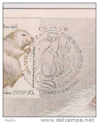 USSR-5 Maximum Cards, Maxi Cards, Animals -3 Scans-mammals Cats, Etc.,game, Rodents, Cm - Cartes Maximum