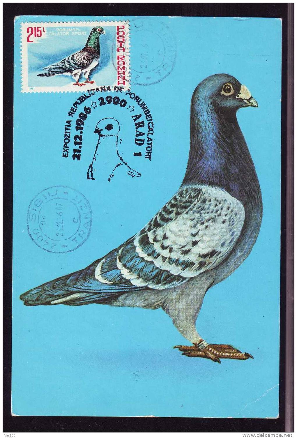 Bird Pigeon 1981 Rare Maximum Card Romania. - Pigeons & Columbiformes