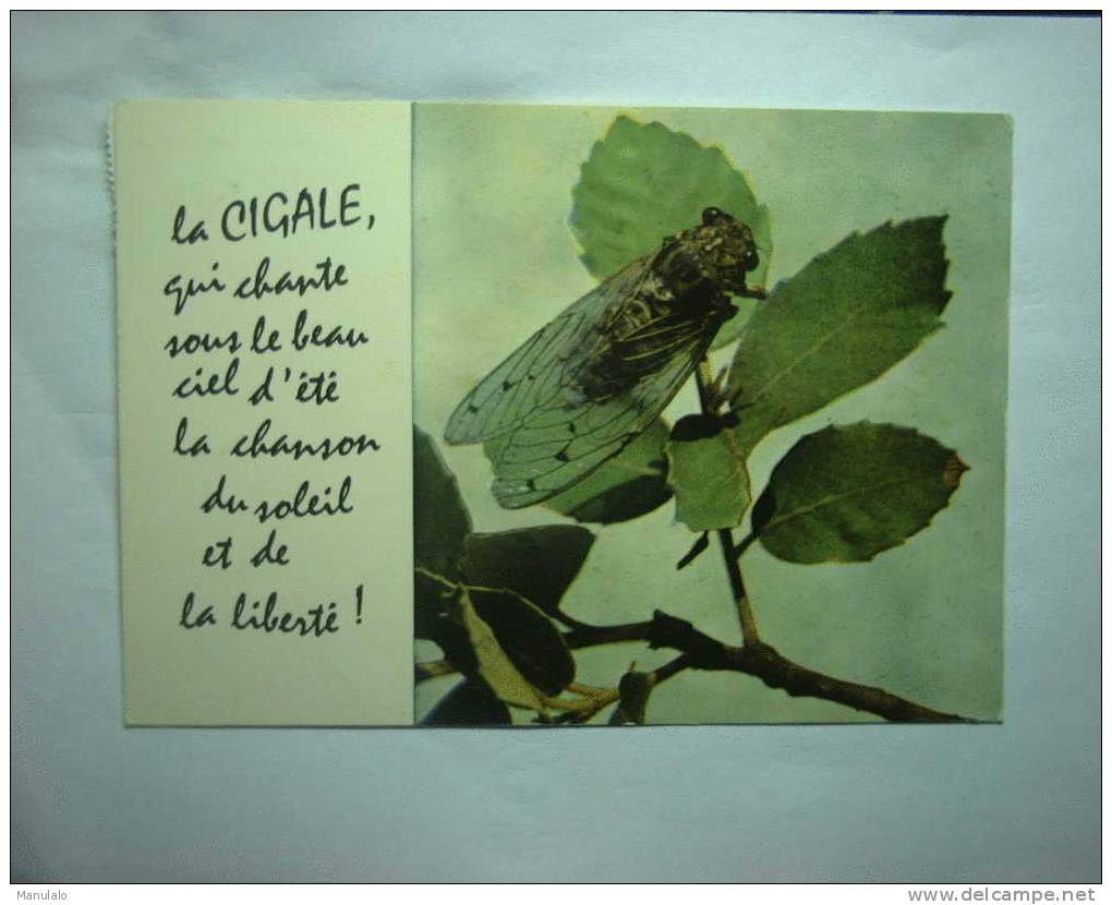 La Cigale - Insectes