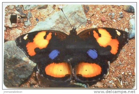 Oman Butterfly Precis Junonia Yellow Pansy - Oman