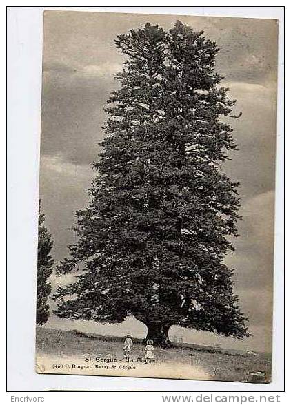 Cpa SAINT CERGUE Un Gogant ARBRE Majestueux Et Enfants à La Pose - Durgnat 6450 Charmaux - Saint-Cergue