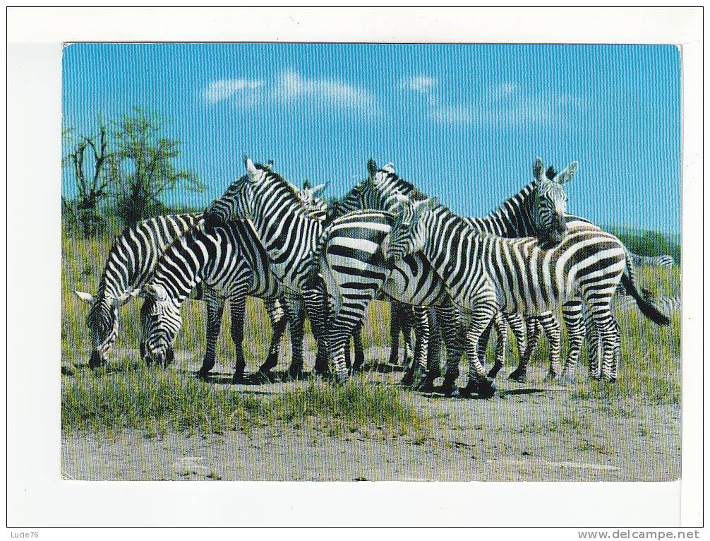 ZEBRES  -   Africa Wild Life  -  ZEBRA - Zèbres