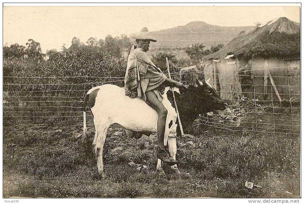 Cp Afrique Lesotho Lessouto , Mossouto En Voyage ( Vache Et Cavalier ) - Lesotho
