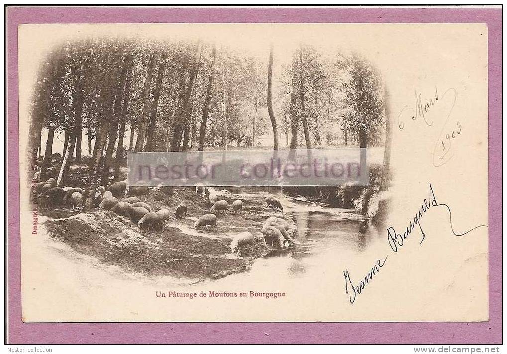 Pâturage De Moutons En Bourgogne - Bourgogne