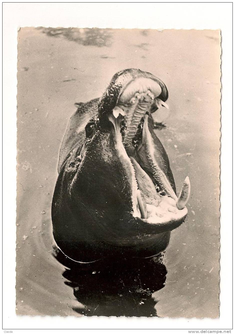 7732 CPSM  HIPPOPOTAME (PACHYDERME) - Hippopotames